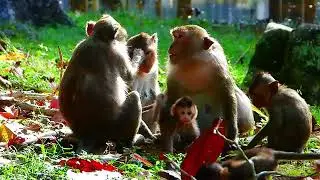 Documentary, Look Amazing Monkey Wild, Best Moments Monkey In Wild Animal Planet And Nat Geo Nature