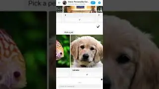 New Bot Template | Decor Personality Quiz