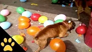 Boxers Biting Balloons