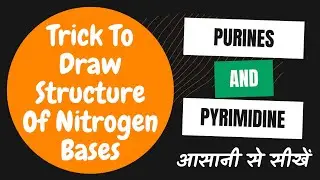 Trick To Draw Structure Of Nitrogen Bases&zwnj; | Purine And Pyrimidine