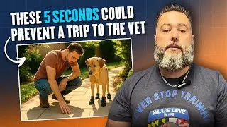 Protect Your Dog&rsquo;s Paws This Summer