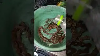 Quitar el &oacute;xido de cadenas osando vinagre valdr&aacute; la pena? Lo mejor es cambio ..??