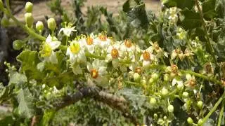 Босвеллия Айхерб - Топ-5 лучших добавок с Босвеллией на iHerb