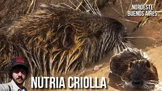 Nutria criolla 4K (Myocastor coypus) Coipo, Coypu, Rat&atilde;o do banhado, Rat&atilde;o d'&aacute;gua