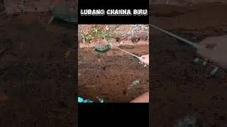 LUBANG CHANNA LIMBATA JUMBO #shortvideo #shortsvideo