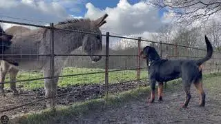 Rottweiler Reaction Seeing Donkeys For The First Time