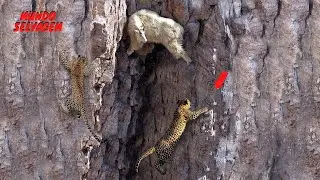 Estes s&atilde;o apenas dois predadores que podem capturar cabras da montanha