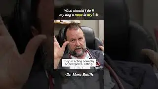 Should You Worry About a Dry Dog Nose? By Marc Smith, DVM, MS