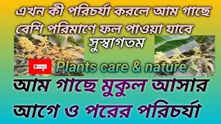 আম গাছে মুকুল আসার আগে ও পরের পরিচর্যা 
