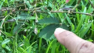 &lsquo;Touch-Me-Not&rsquo; or Shameplant (Scientific Name: Mimosa Pudica)