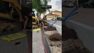 Transforming My Backyard with Stunning Queen Palms 🌴 #GardenMakeover #LandscapingMagic