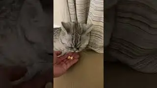Chubby the cat eating banana!