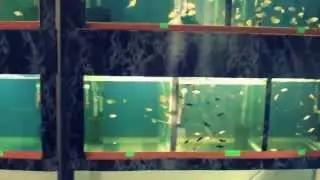 Akvariumayin dzknikneri xanut...