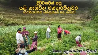 මීදුමෙන් වැසුණු මන්දාරම් නුවර සුන්දරත්වය සහ ගොවීන්ගේ කඳුළු කතාව | Life in Mandaram Nuwara