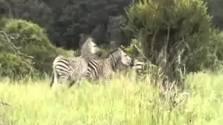 Safari with Heidi and Kurt   YouTube