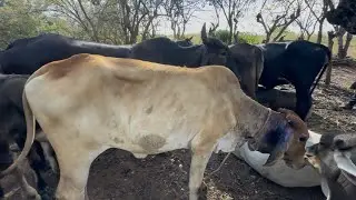 Llegamos de emergencia 🚨 a San Juan,,,novilla con gusanos 