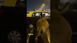 Wild Bull Rams Taxi During Heavy Rain at Night