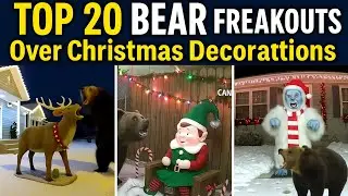 Top 20 Bears Terrified of Christmas decorations compilation ￼