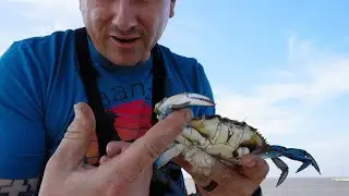 Did you know CRABS could do this | catching Louisiana blue crabs