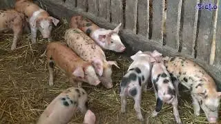 Veterinarska služba Brčko: Kontinuirane preventivne mjere dale vidljive rezultate