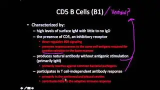 Immunology: cd5 B cells (B1)
