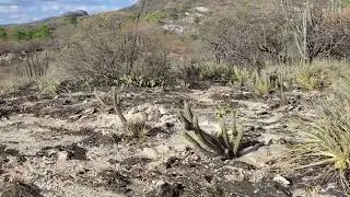 Cactos E Plantas Do Bioma Caatinga