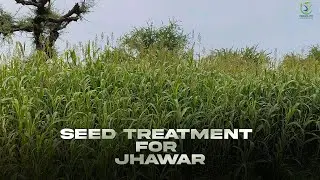 Seed Treatment for Jhawar (Sorghum) Crops | Increase Germination & Yield | Orgolife Solution