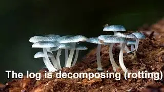 detritivore