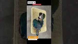 Blue and gold  macaw stages of growth