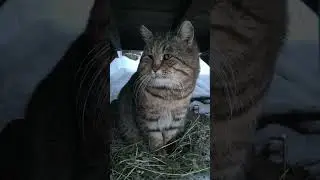 Совместные изучения учёных#проклятие_стэтхэма #memes #cat #юмор