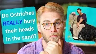 Do ostriches REALLY bury their heads in the sand??