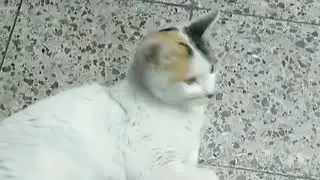 Gato moviendo la cabeza con música tripaloski KOLM TRIIPU.mp4