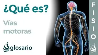 VÍAS MOTORAS | Qué son, dónde se originan y terminan, función y lesiones