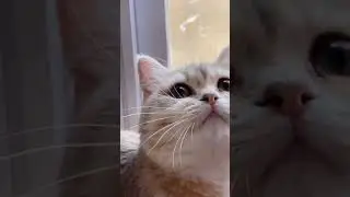 His Paws Adorable ! His Ears