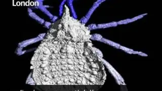 Eophrynus prestivicii - Ancient spiders revealed in 3D models
