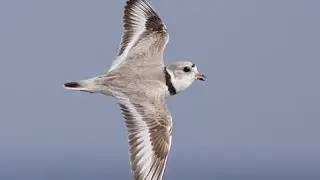 A Plover's Life Part 2