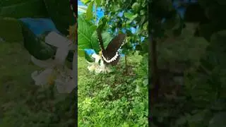 Butterfly #butterfly #edit #nature #editing #edits #photography #video #watch #like #likeforlikes