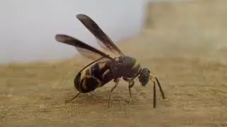 Leucospis affinis affinis ovipositing