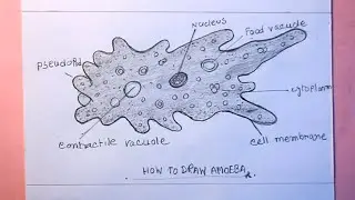 How TO Draw amoeba drawing step by step easy/amoeba drawing