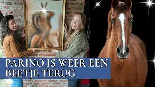 Het grote Parino project is af!!! | PaardenpraatTV