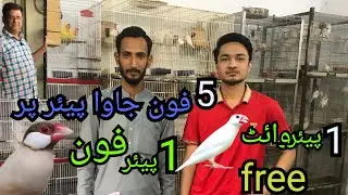 OFFER! 5 PAIRS FAWN JAVA PAR 1 PAIR WHITE OR 1 PAIR FAWN FREE | WITH ARSALAN FROM NEXUS BIRDS |