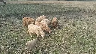 কিভাবে ভেড়া পালবেন।, পরজন্য)#ভেড়াপালন#SheepFarming#SheepFarmingBangla#ভেড়াচাষ#গ্রামীণব্যবসা