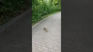 #Naperville #Riverview park 🏞️🏞️#.    #Chicago #USA 💚💚🏞️🐿️🐿️