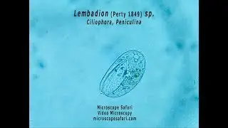 Lembadion sp.