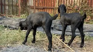20 mother goat with 40 kids for sale | call 7559194345 | best quality goats 