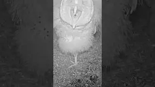 **🦉 🥹 This Yawn Will Melt You | OMG Nature! **