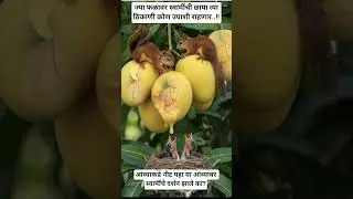 आंब्यावर स्वामींचे दर्शन झाले का? #swamisamarthamajhiaai#popular#facts#new  #devotional#viral #short