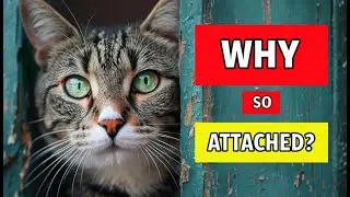 Why Is Your Cat So Attached to You? 8 Incredible Reasons!