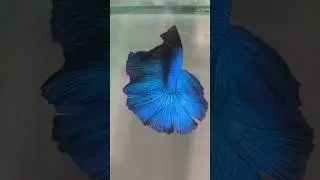 Betta fish not eating food reason of the story😅😅#telugu#aquarium #bettafish#shorts #suryaaquariumcar