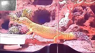 Tangerine Tornado Leopard Gecko Close Up!
